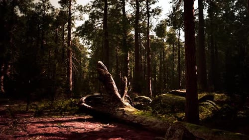 Las famosas grandes secuoyas están en pie en el Parque Nacional Sequoia