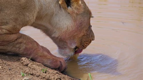 Lioness Drinking Water From Muddy Stream Close Up