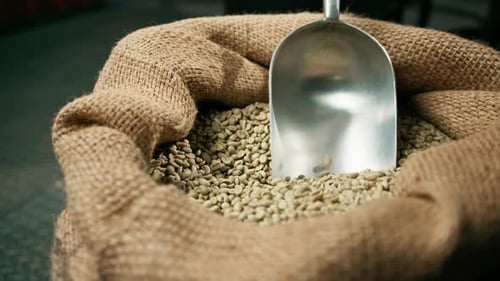 a worker throws a shovel for scooping products into a bag of raw coffee beans at the factory