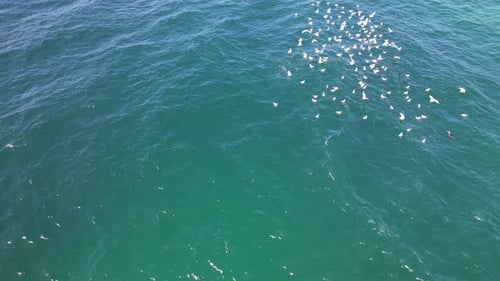 Drone Shot Of Seagulls Catching Fish In The Sea In NSW, Australia