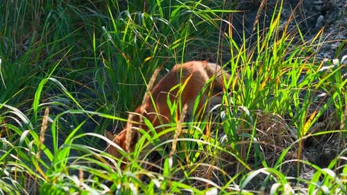 Rotfuchs im Gras. Klammer. Rotfuchs läuft entlang eines Steinhangs mit grünem Gras.