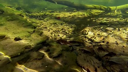 Une caméra sous-marine suit un banc de petits poissons dans un ruisseau.