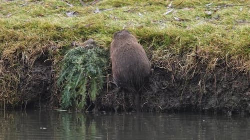 Mustrat mit dem Mund voller Gras schwimmt davon