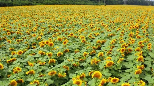 Beautiful sunflowers in farmlandю Summer landscape of a sunflower crop