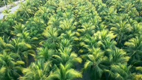Aerial view drone flies over a large coconut grove. Cultivation of coconuts for sale in agriculture.