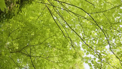 Trees Full Of Fresh Green Leaves On A Peaceful Walk In The Woods