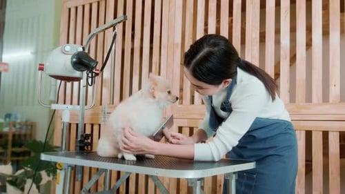 Dog Getting Groomed by Young Adult Woman