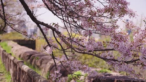 Sakura Tree Petals falling gently in the wind, Osaka Castle Park Japan