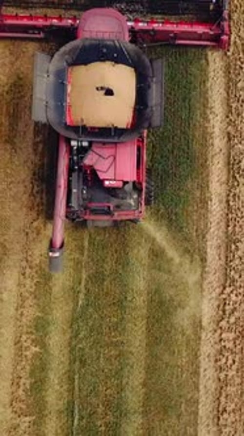 Wheat harvest. Combine harvester working on the wheat field. Food industry concept.
