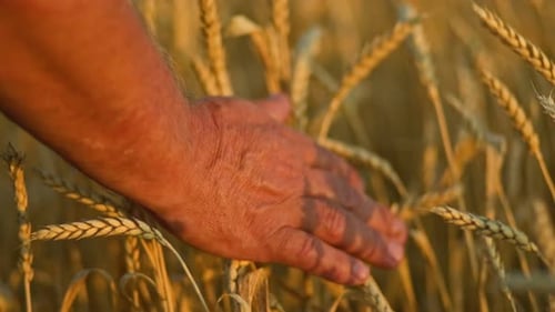Hand Touching Wheat in Golden Field