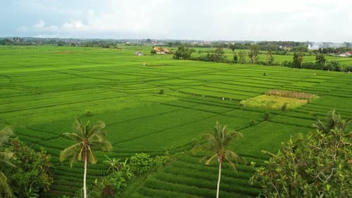 Aerial View of Lush Green Rice Fields in Bali with Palm Trees