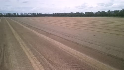 Wheat field aerial view in Ukraine