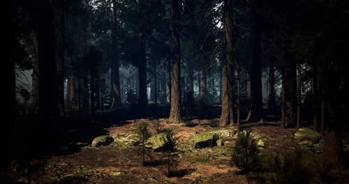 Misty Forest Landscape Showcasing Towering Trees and Lush Greenery