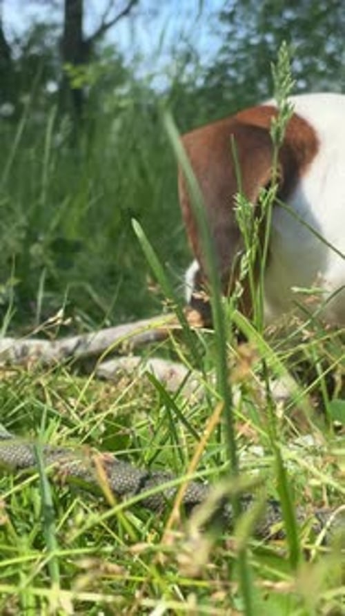 Un chien Beagle renifle un serpent