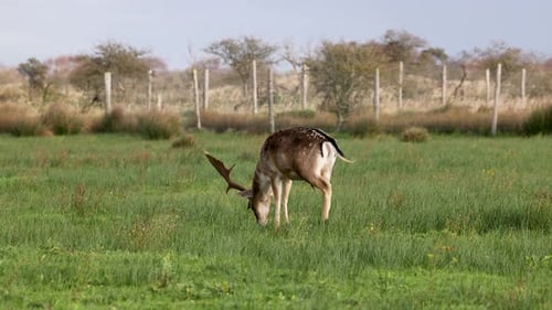A deer with large antlers grazes in a green field near a fenced area. The background features trees
