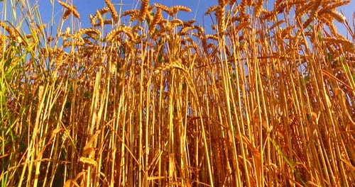 Ripe Yellow to Golden Cereal in the Field