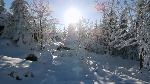 Sonne im Winterwald
