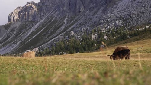Jak - Cow grazing in the beautiful alps of Italy in the middle of the mountains filmed in 4k.