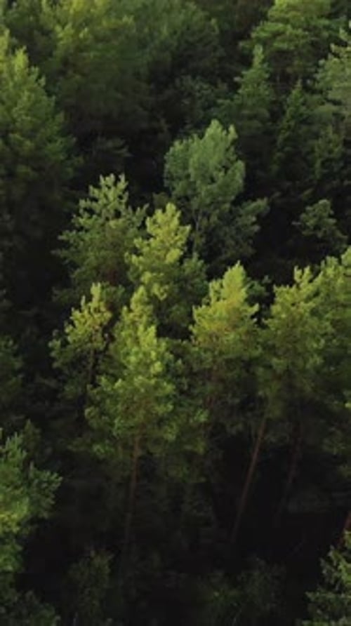 Vertical Aerial Top View of a Dense Green Pine Forest at Sunset