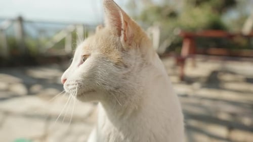 A White Stray Cat, he's Hoarse and Meows. Close-up. Sunny weather.