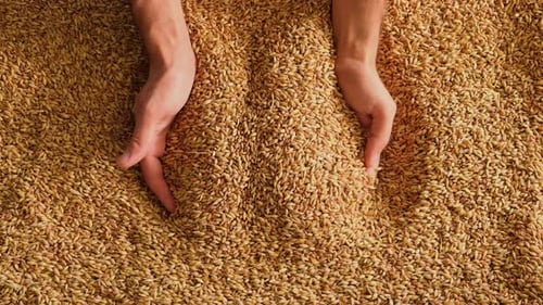 Hands Cupping Pile of Golden Wheat Grains