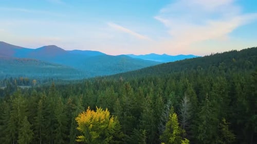Aerial View of Amazing Scenery with Dark Mountain Hills Covered with Forest Pine Trees at Autumn
