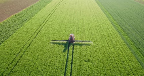 Drone aerial shot of a farmer spraying green wheat field