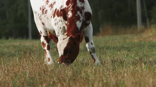 Cow Grazing Peacefully in a Green Field