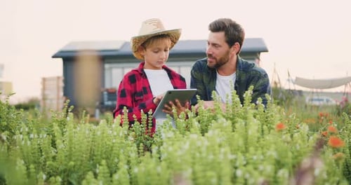 Farmer father works with digital tablet in sunflower field with his little son. Silhouette family