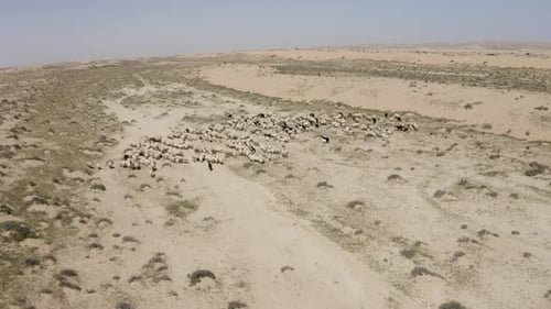 Sheep herd walking in the desert, Aerial footage