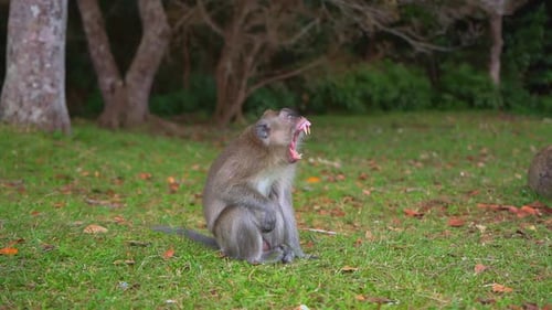 Ein wilder Affe gähnt auf Mauritius