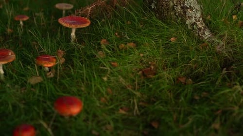 Red Mushrooms Growing in a Forest