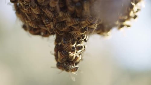Bees Swarming Together to Build a Hive
