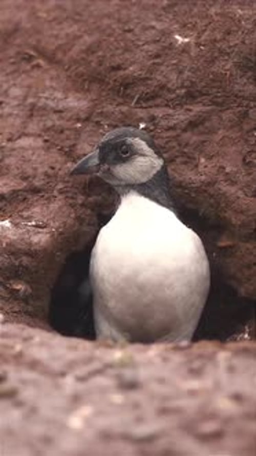 Gros plan d'un macareux sortant de sa cage pendant l'hiver