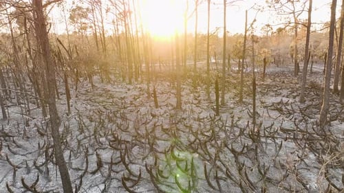 Black Dead Vegetation Burnt Down After Forest Fire Destroyed Florida Jungle Woods Ground Covered