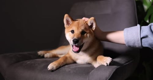 Tan Shiba Inu Puppy Petting on Gray Chair