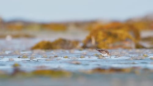 ittle Stint Feeding at Sunrise in a Western Norway Fjord