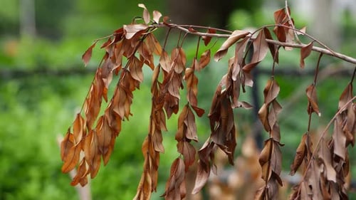 A plant branch with dried leaves