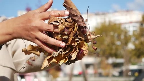 Hands Throwing Brown Autumn Leaves in Park