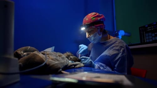 Operating Room in a Veterinary Clinic Where a Dog is Operated on