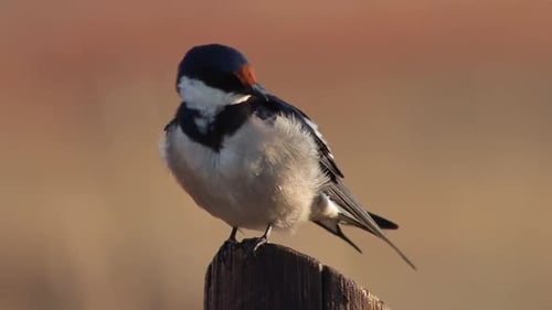 White throated swallow perched on a stump grooming it self.