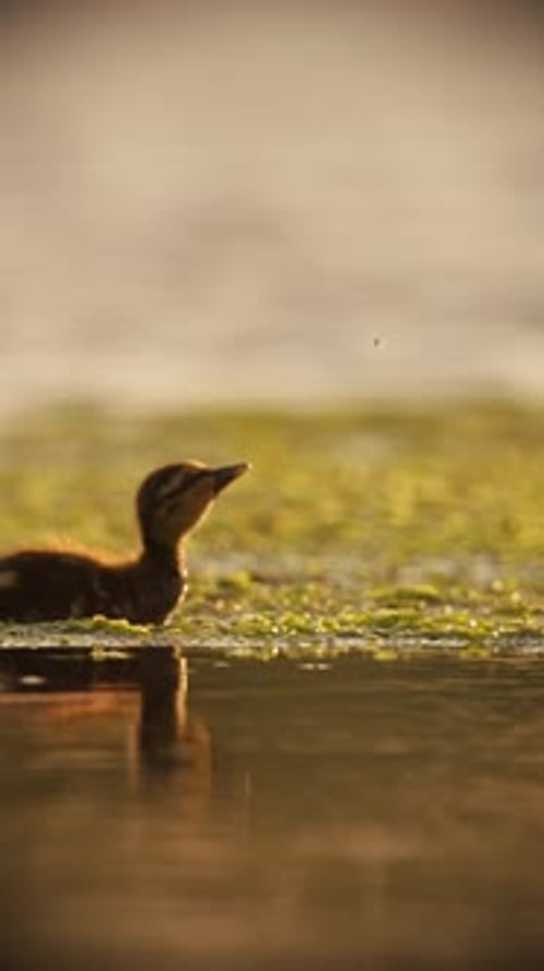 Joli canard attrapant des insectes dans l'eau au coucher du soleil, bobine verticale