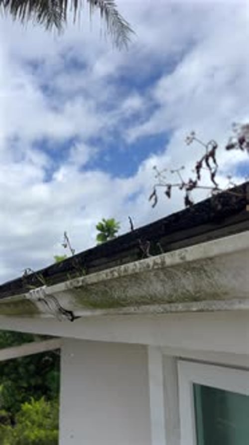 Neglected rain gutter with plants growing and disconnected pipe vertical