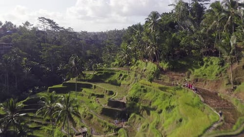 Luftaufnahme der riesigen Reisterrassen am Hang.