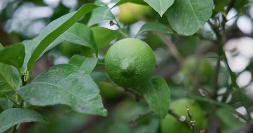 Lime Tree with Fruits Natural Organic Green Lemon on Lemon Tree Outdoor