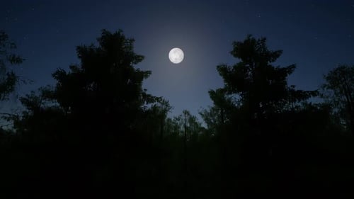 Grow Trees Forest at Night Moon Stars
