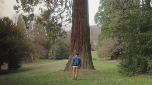 Hombre mirando un árbol