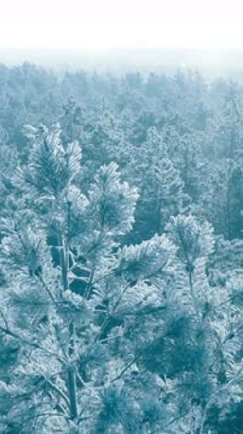 Beautiful Snowy White Forest In Winter Frosty Day Aerial View Flight Above Amazing Pine Forest