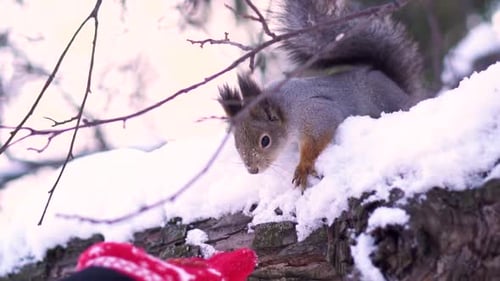 Squirrel Eating From Hand in Snowy Winter Forest