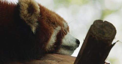 Red Panda Sleeping in Tree Close Up